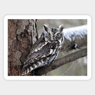 Screech Owl Sticker